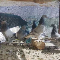 کبوتر ترکیه ای