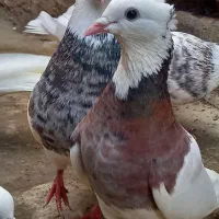 طوقی معمولی بدرنگ