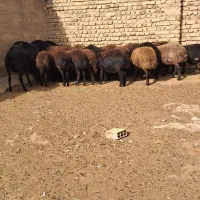 25راس شیشک  دودندان آبستن مایه داریم داره|حیوانات مزرعه|سجاس رود, |دیوار