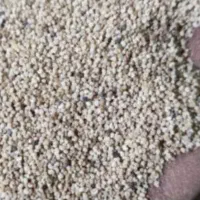 بذر گوجه ایی با کله