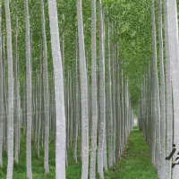 فروش صنوبر و شمشاد طلایی و سبز|گل و گیاه طبیعی|عباسآباد, |دیوار