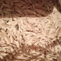 جو محلی خوب