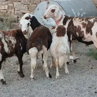 بره قوچی پلنگی