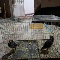 دو عدد جوجه مرغ مینا نر