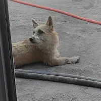 سگ پا کوتاه|سگ|بجنورد, |دیوار