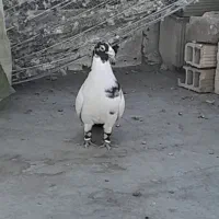 غول سیاه نر|پرنده|تربت جام, جامرود|دیوار