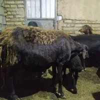 میش با بره|حیوانات مزرعه|خوشاب, |دیوار