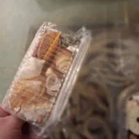 پک 20 مدل صدف زیبا و خوشرنگ و اقتصادی|صنایع دستی و سایر لوازم تزئینی|تهران, تهرانپارس جنوبی|دیوار