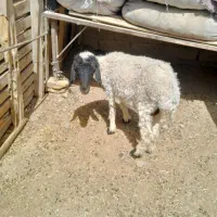 گوسفند ماده داشتی