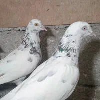 کبوترپرشی