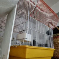 قفس بزرگ پت