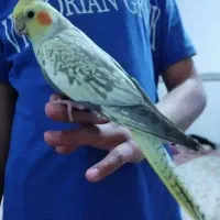 تاعروس هلندی خشگل کشیده فوق العاده دستی سخنگو