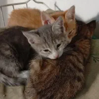 واگذاری گربه خوشگل