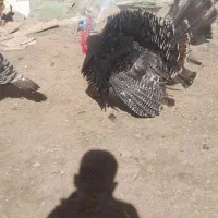 بوقلمون محلی ماده