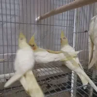 عروس هلندی|پرنده|قم, چهار امامزاده|دیوار