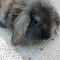 خرگوش لوپ نر خوشکل