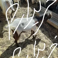 سلام  نان خشک گوسفندی کیلو۱۵هزارتوم