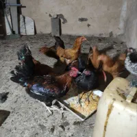 مرغ ۹ماه قیمت دانه ی۵۰۰