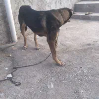 سک ژرمن نژاد شپرد اصیل|سگ|بجنورد, |دیوار