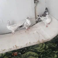 چهار تا کبوتر ساعت بالا