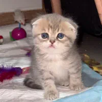 بچه گربه|گربه|اندیشه, اندیشه فاز ۶|دیوار