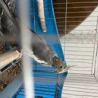 ۳ عدد هلندی بالغ