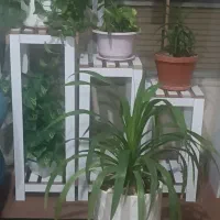 استند گل نوساز