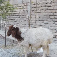 بره نر