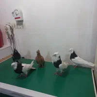 کبوتر دم سفید طوقی|پرنده|کارون, |دیوار