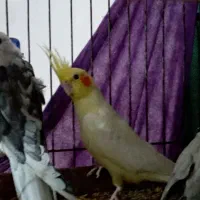 طوطی عروس|پرنده|چمران, |دیوار