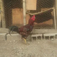 خروس لاری چهل تاج  دومیلیون پنصد