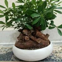 بونسای میخک هندی( پیتوسپوروم )