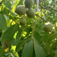 آبغوره بی نمک خالص و تازه|خوردنی و آشامیدنی|کرج, شهرک سهرابیه|دیوار