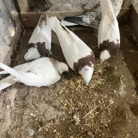 طوقی|پرنده|کاشان, لتحر|دیوار