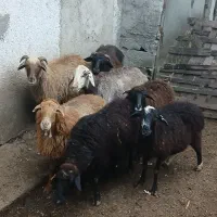شش راس گوشتی گوسفند دونه ۱۱تومن