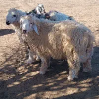 25راس بره چاق