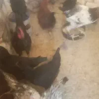 خروس محلی|حیوانات مزرعه|شیراز, ده پیاله|دیوار