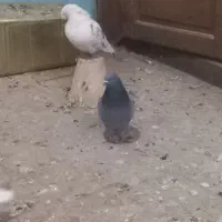 کبوتر یا کفتر نرسبز کاکلی گم کردم یا تار کردم