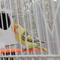 عروس هلندی کوتوله مرغ عشق گلدین نرگسی قناری|پرنده|مشهد, شهرک بهارستان|دیوار