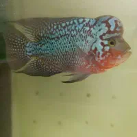 ماهی فلاور کامفا مولتی کالر|ماهی|کرج, فاز ۳ گوهردشت|دیوار