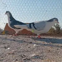 ساده|پرنده|زاهدان, |دیوار