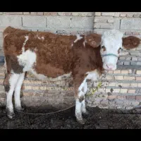 گوساله ماده|حیوانات مزرعه|نگین شهر, |دیوار