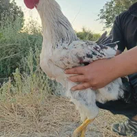 خروس
