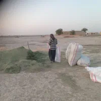 یونجه خرمن|حیوانات مزرعه|بهبهان, |دیوار