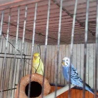 مرغ عشق سرحال