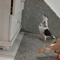 کفتر چپ افشون ،کرباتی زرد  پرشی قلدر