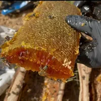 عسل نوبرانه کوهستان آذربایجان