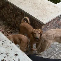 سگ سراب