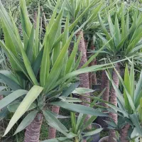 فروش گلهای بیرونی|گل و گیاه طبیعی|املش, |دیوار