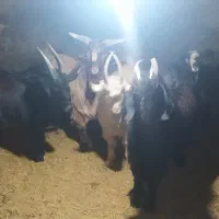 بزغاله|حیوانات مزرعه|آوج, |دیوار